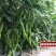 西部蛟龙螺丝椒种子中早熟长羊角形果色翠绿果型旋美皮薄质脆