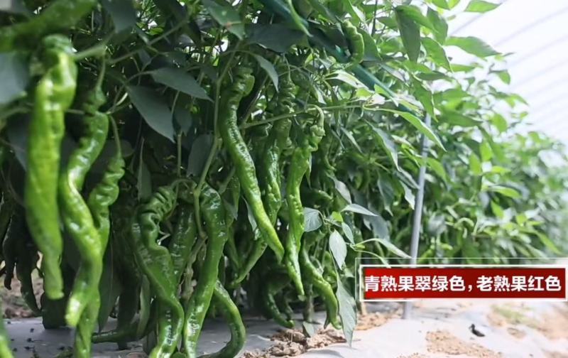 西部蛟龙螺丝椒种子中早熟长羊角形果色翠绿果型旋美皮薄质脆