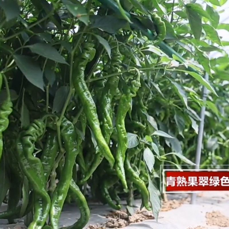 西部蛟龙螺丝椒种子早熟高产抗病质嫩香辣薄皮口感好辣椒种子