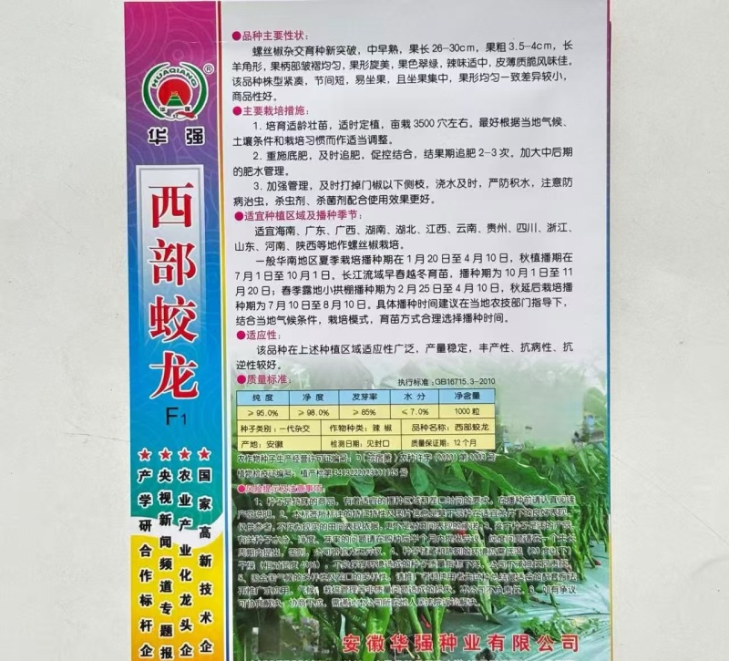 西部蛟龙螺丝椒种子早熟高产抗病质嫩香辣薄皮口感好辣椒种子