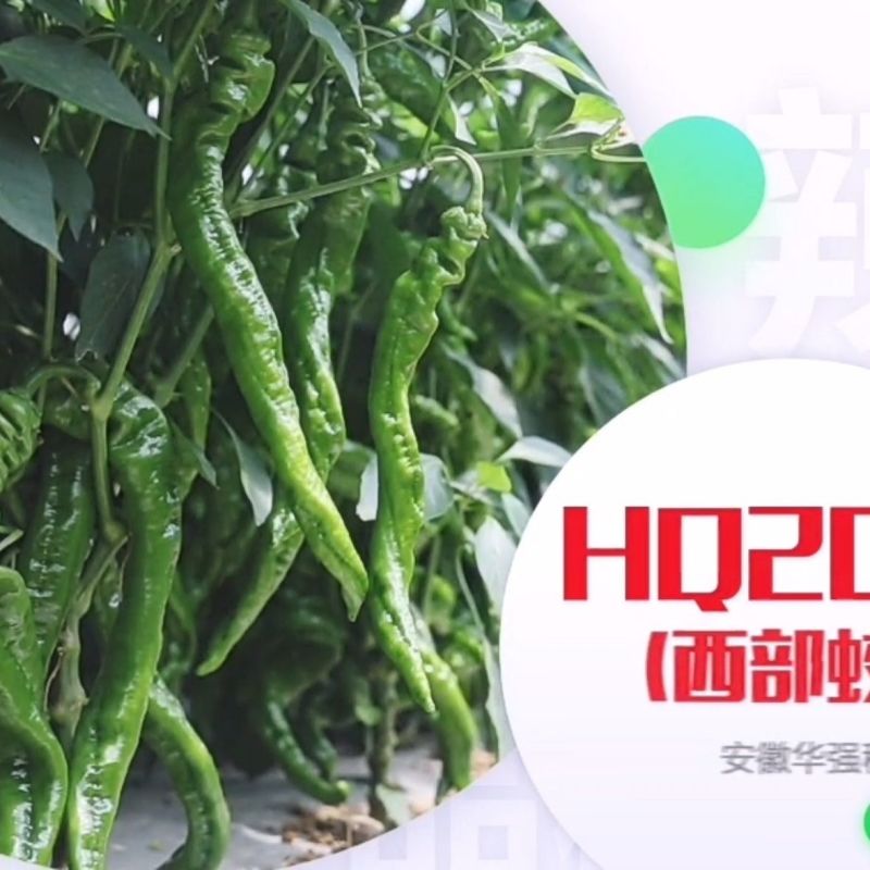 西部蛟龙螺丝椒种子早熟高产抗病质嫩香辣薄皮口感好辣椒种子