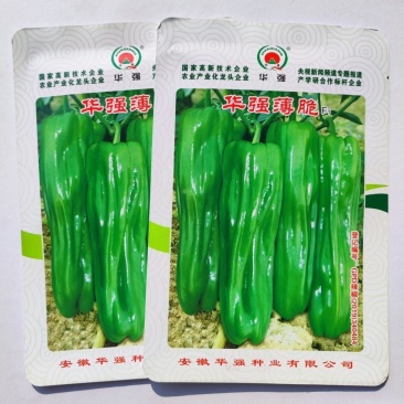 华强薄脆薄皮辣椒种子大果早熟高产泡椒皱皮椒种籽春秋播蔬菜
