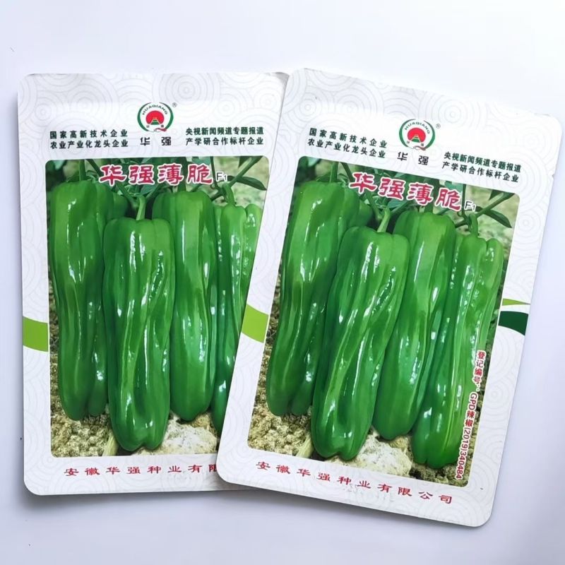 华强薄脆薄皮辣椒种子大果早熟高产泡椒皱皮椒种籽春秋播蔬菜
