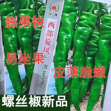 华强西部旋风辣椒种子中早熟薄皮质脆长羊角椒螺丝椒种籽春秋