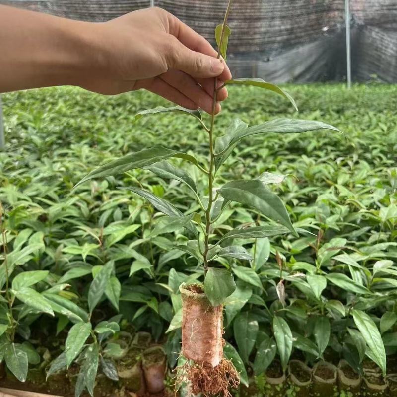 正宗黑老虎树苗大果耐寒又大又甜南北方可种四季结果