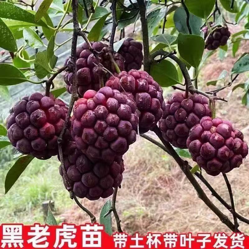 正宗黑老虎树苗大果耐寒又大又甜南北方可种四季结果