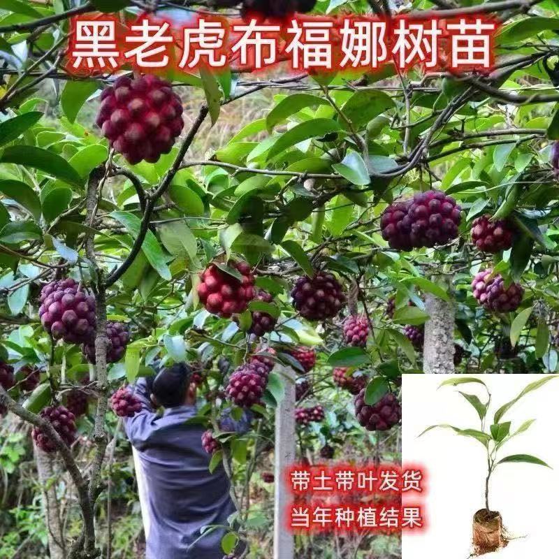 正宗黑老虎树苗大果耐寒又大又甜南北方可种四季结果