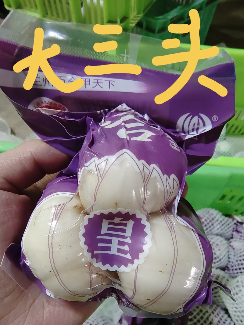 甘肃兰州新鲜白合百合产地直发鲜百合特产源头工厂品质保证