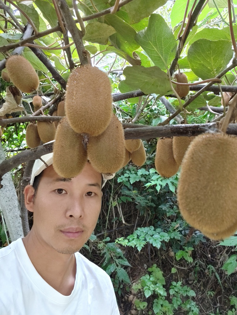 修文猕猴桃