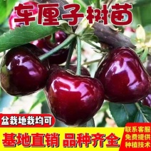 果园直发智利车厘子树苗科迪亚塔玛拉桑缇娜宾库保真品