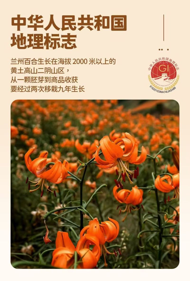兰州百合干礼盒无硫***源头工厂