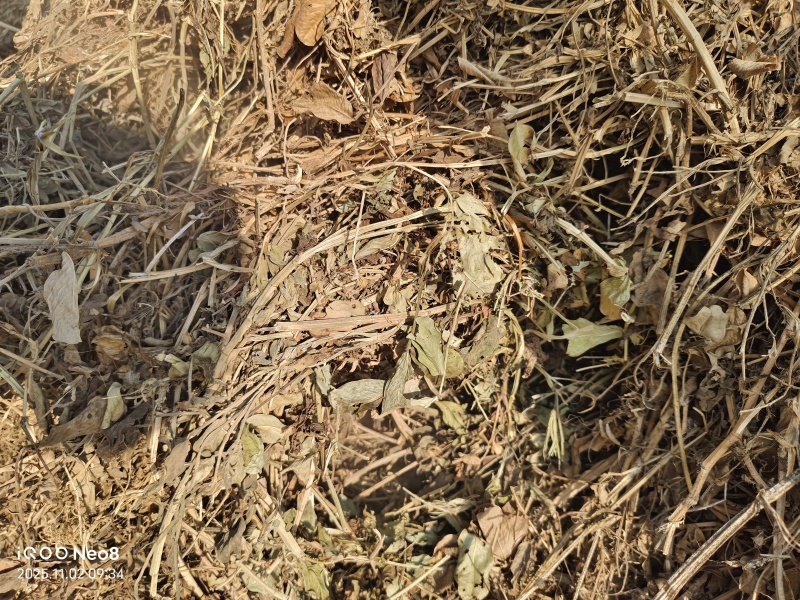 2025年河南春花生秧没有淋过雨草绿你看到什么样收到货就