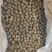 茶厂清仓换钱生茶龙珠、方片一口料全国发货一手货源