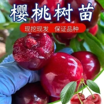 果园直发大樱桃树苗早熟齐早雷尼鲁樱3号辉煌1-5
