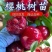 果园直发大樱桃树苗早熟齐早雷尼鲁樱3号辉煌1-5