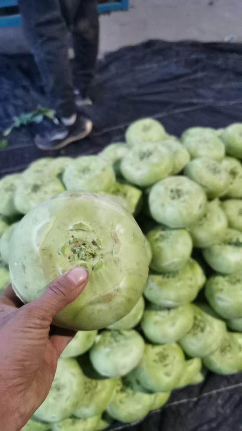 通货精品苤蓝