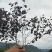 红继木小苗