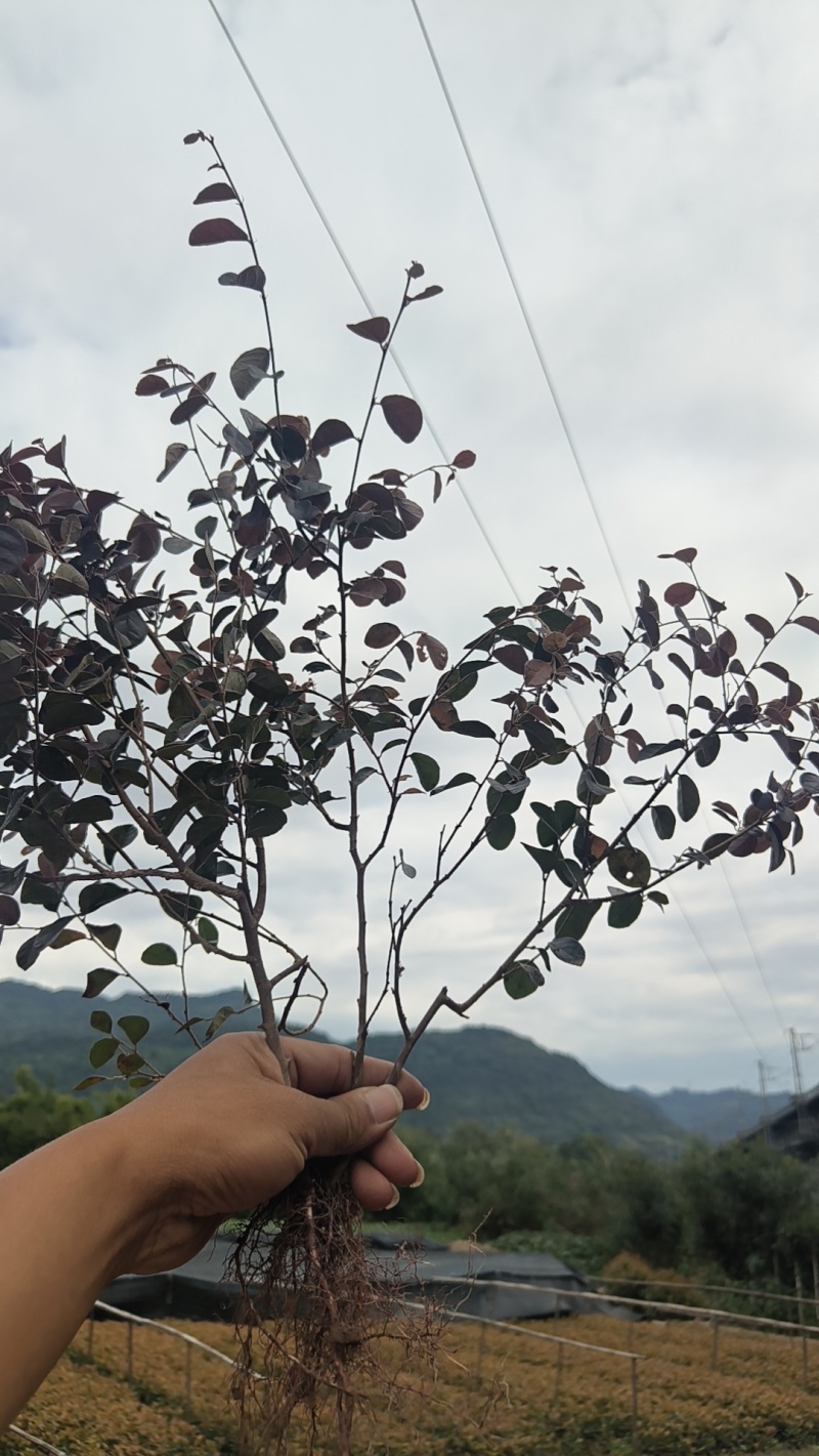红继木小苗