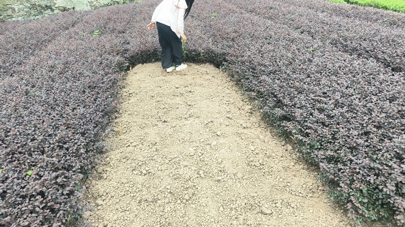 红继木小苗
