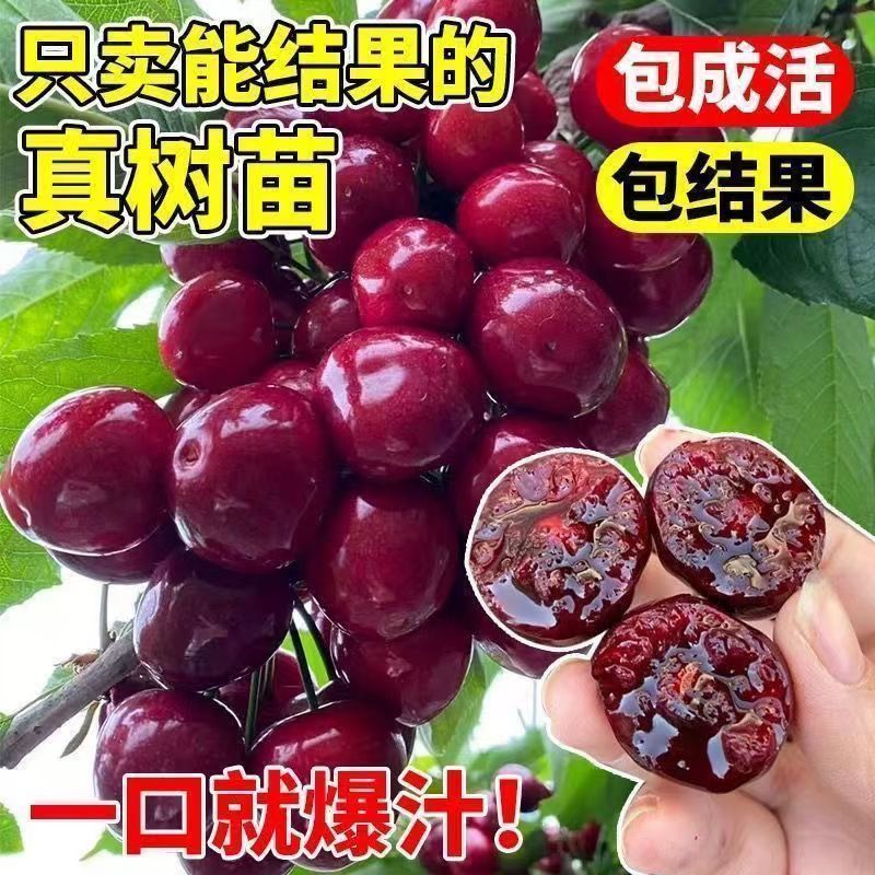 果园直发大樱桃树苗早熟齐早雷尼鲁樱3号辉煌1-5