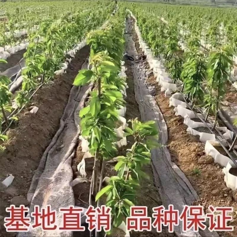 果园直发大樱桃树苗早熟齐早雷尼鲁樱3号辉煌1-5