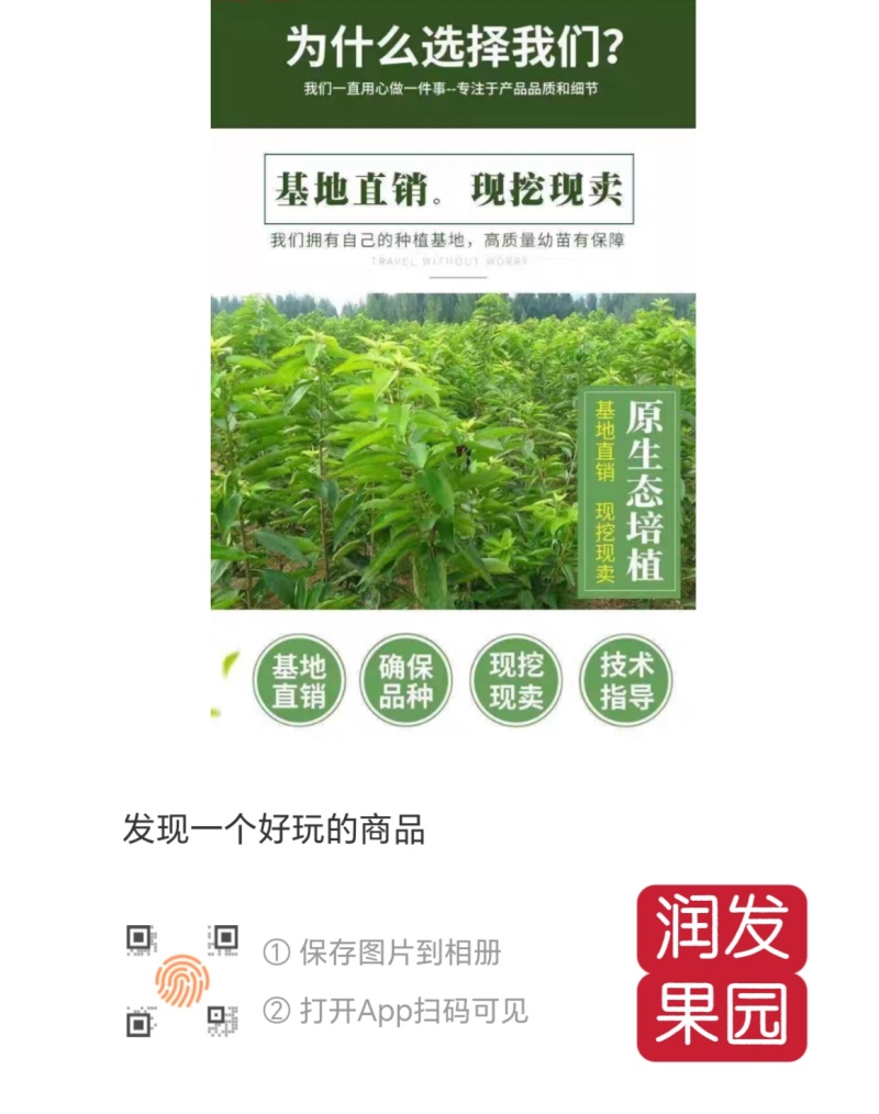 果园直发大樱桃树苗早熟齐早雷尼鲁樱3号辉煌1-5