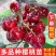 果园直发大樱桃树苗早熟齐早雷尼鲁樱3号辉煌1-5