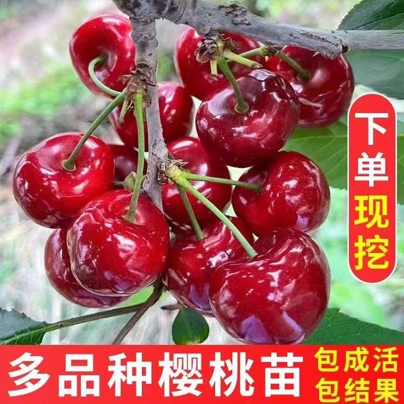 果园直发大樱桃树苗早熟齐早雷尼鲁樱3号辉煌1-5
