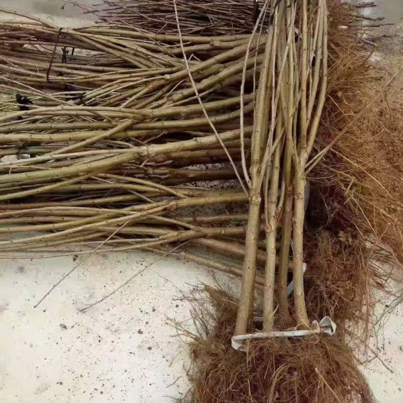 果园直发大樱桃树苗早熟齐早雷尼鲁樱3号辉煌1-5