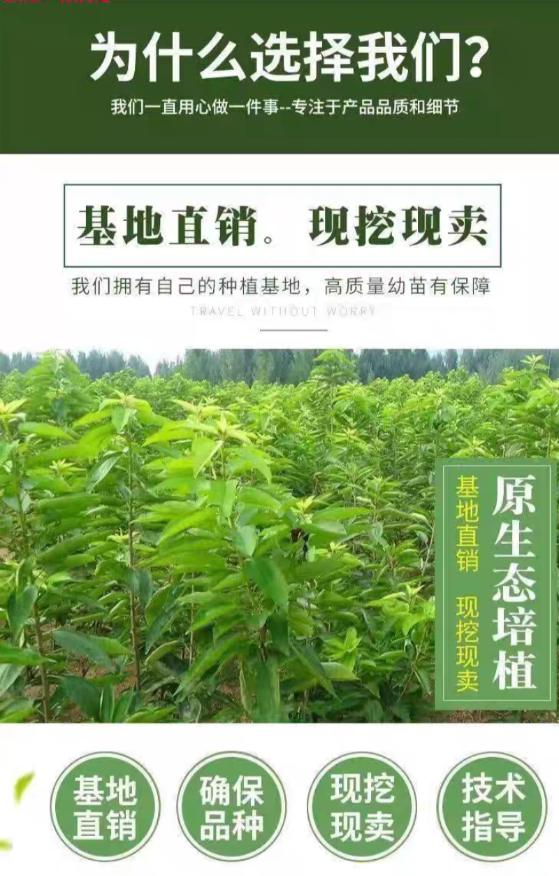 果园直发大樱桃树苗早熟齐早雷尼鲁樱3号辉煌1-5