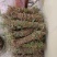 鸡骨草\野生鸡骨草\广东云浮直发\大量有货\对接全国采购
