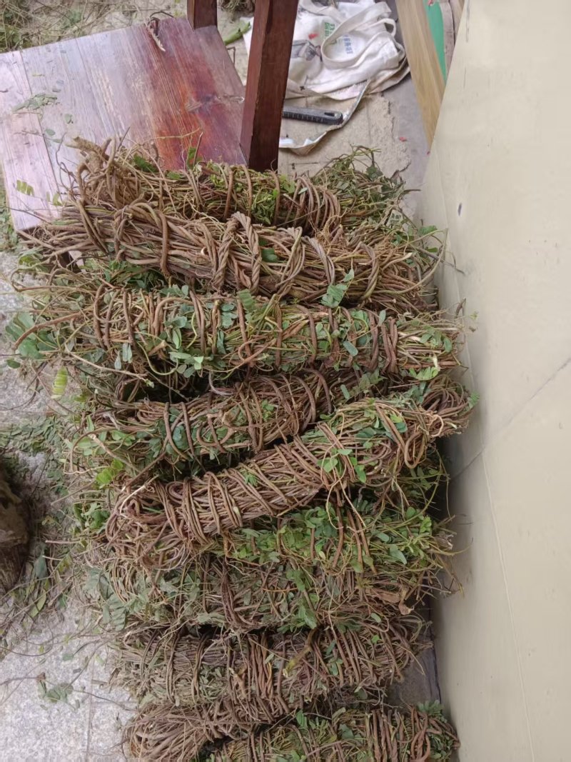 鸡骨草\野生鸡骨草\广东云浮直发\大量有货\对接全国采购