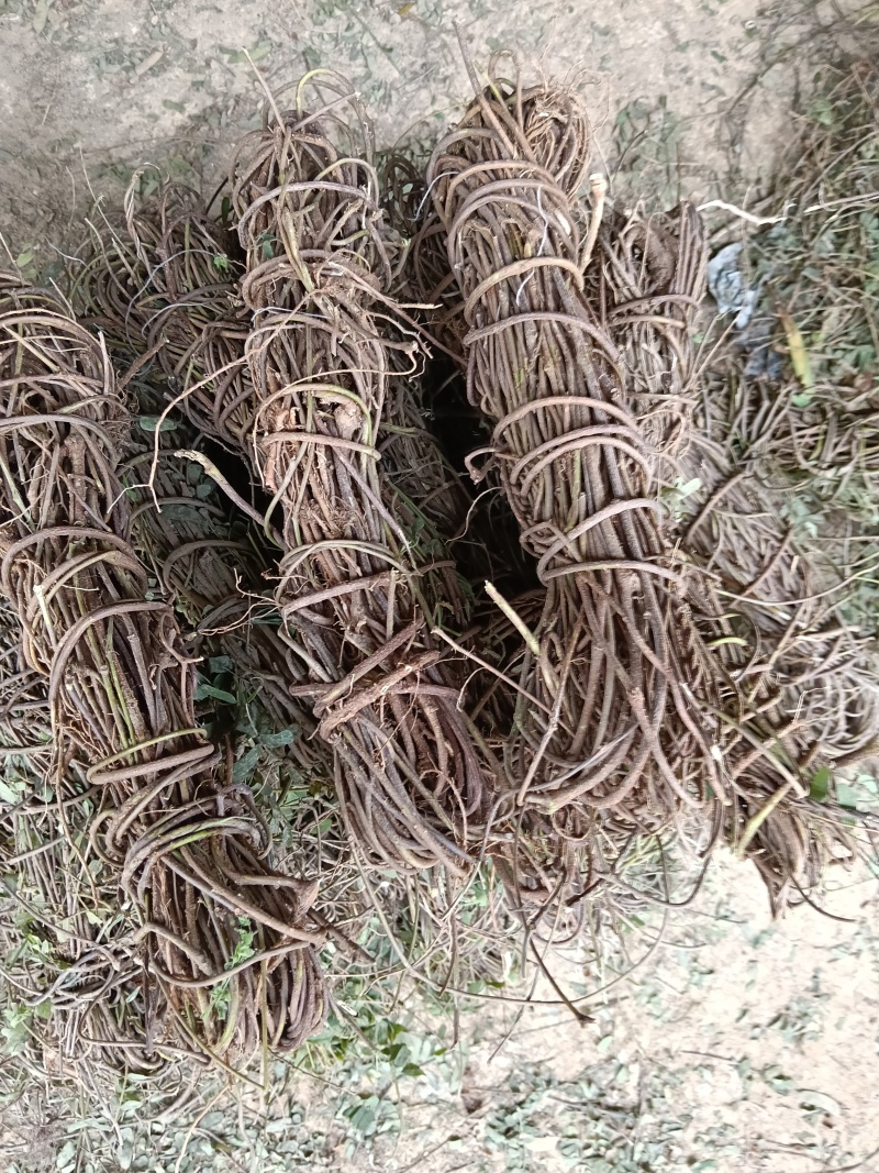 鸡骨草\野生鸡骨草\广东云浮直发\大量有货\对接全国采购