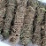 鸡骨草\野生鸡骨草\广东云浮直发\大量有货\对接全国采购