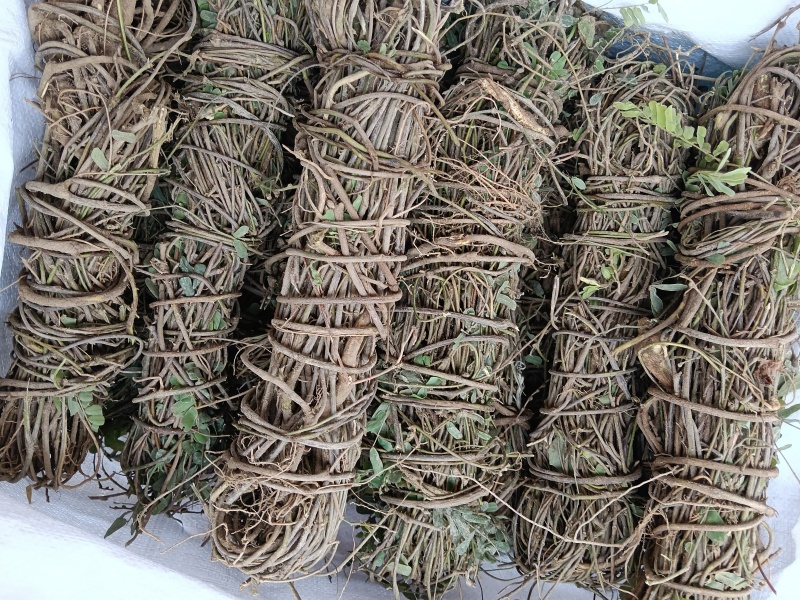 鸡骨草\野生鸡骨草\广东云浮直发\大量有货\对接全国采购