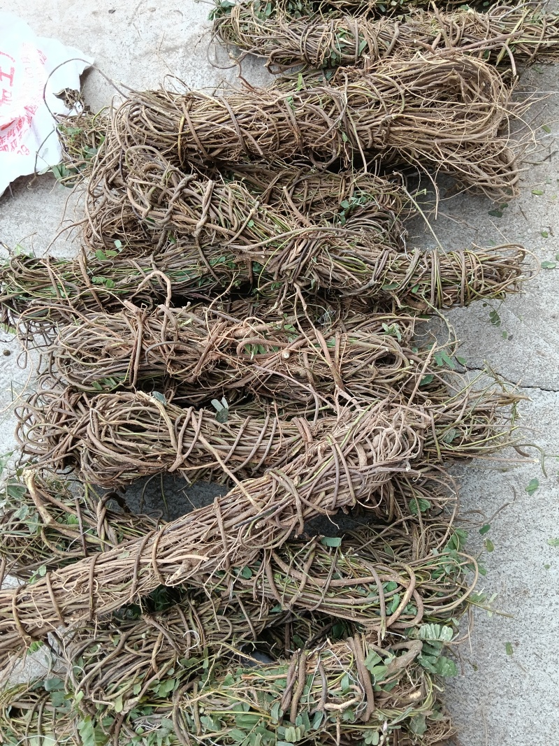 鸡骨草\野生鸡骨草\广东云浮直发\大量有货\对接全国采购