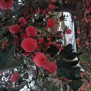 绥中寒富苹果