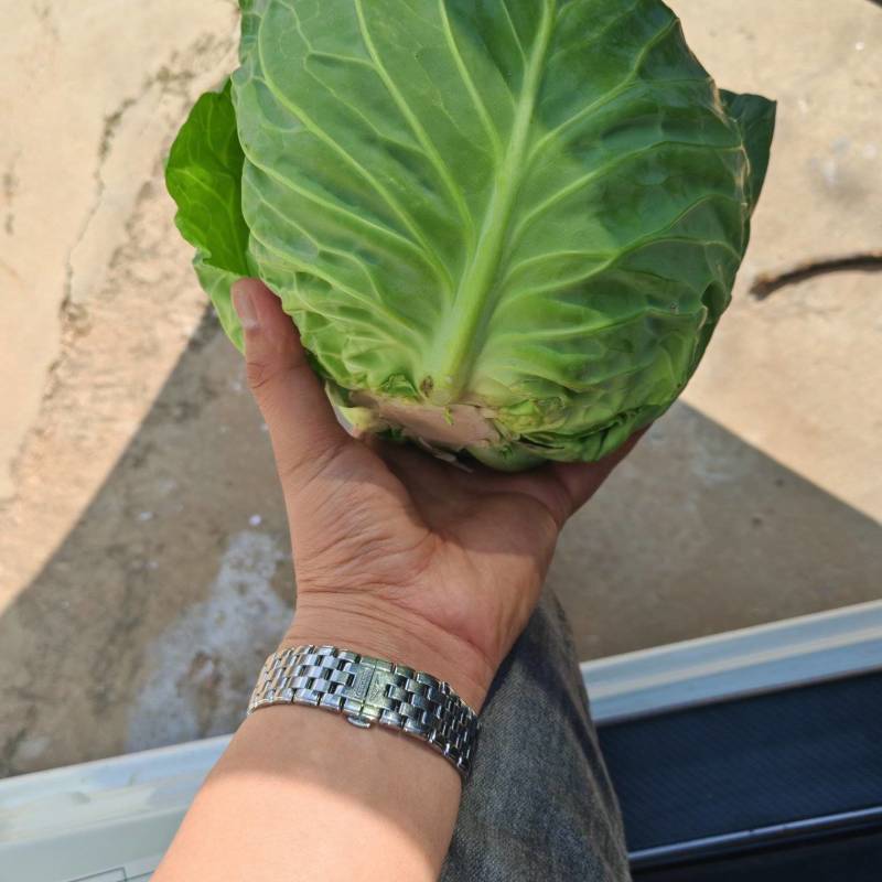 甘蓝