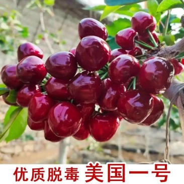 果园直发车厘子树苗美国一号萨米脱先锋布鲁克斯保真品