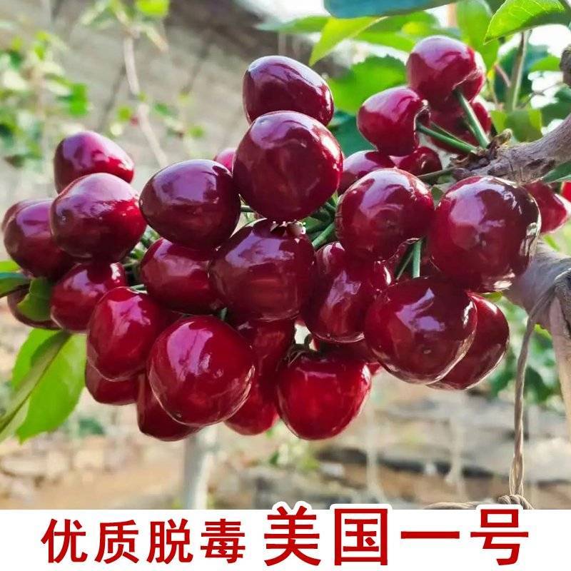 果园直发车厘子树苗美国一号萨米脱先锋布鲁克斯保真品