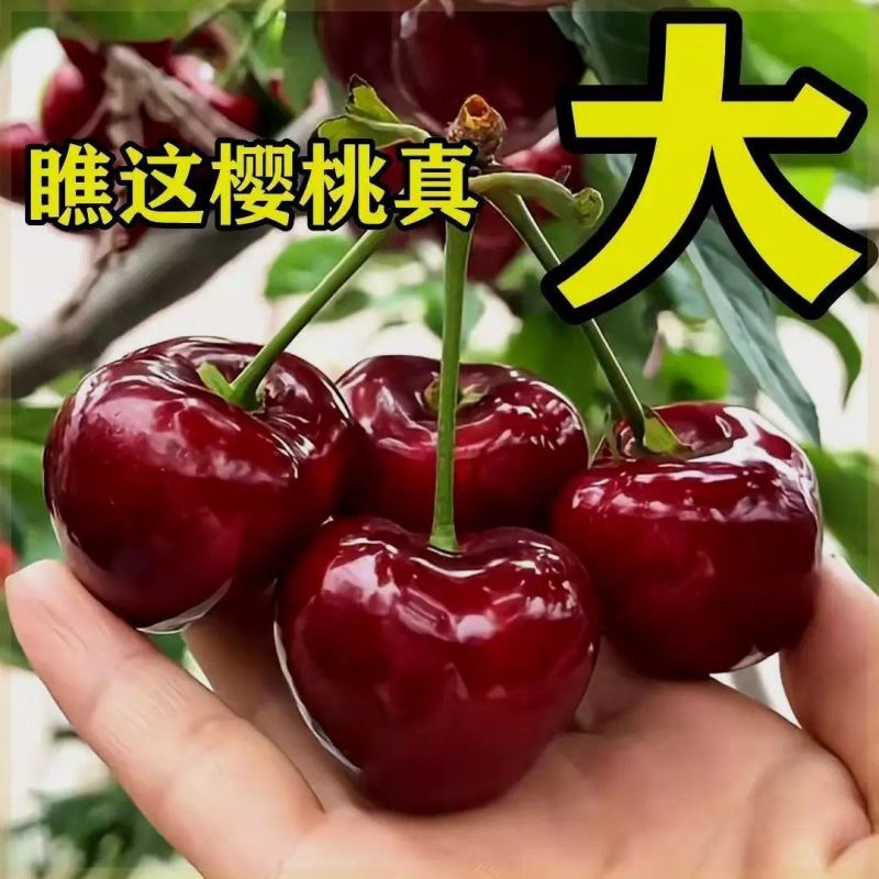 果园直发车厘子树苗美国一号萨米脱先锋布鲁克斯保真品