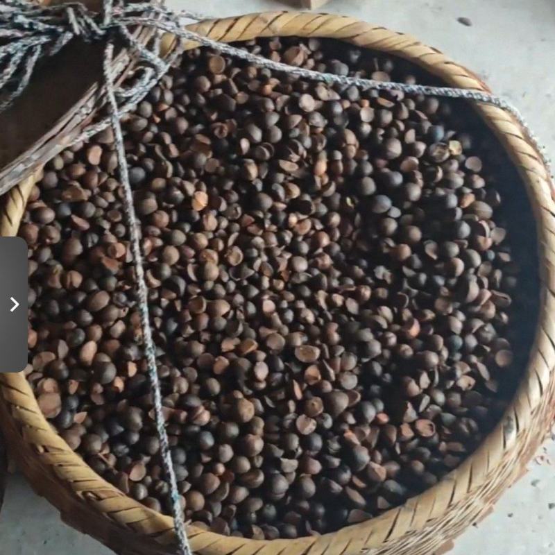 山油茶籽