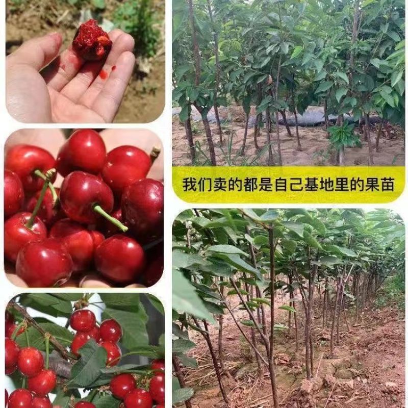 果园直发车厘子大樱桃苗火箭太平洋红弗里斯科红妃适合南方