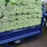 芹菜安徽精品芹菜大中小棵产地直供保质保量代发全国