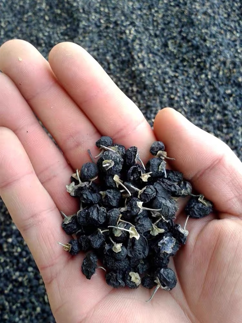 黑枸杞正宗青海天然黑枸杞子无染色大量现货批发