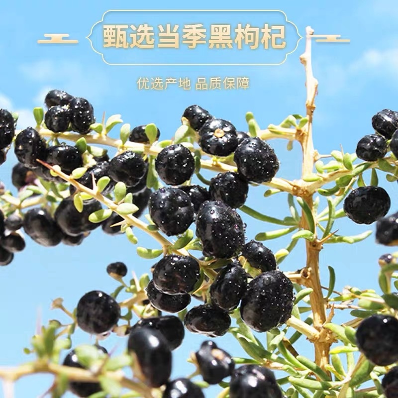 黑枸杞正宗青海天然黑枸杞子无染色大量现货批发