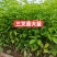 广西一手货源三叉苦苗成活率高一年苗露天苗对接全国欢迎采购