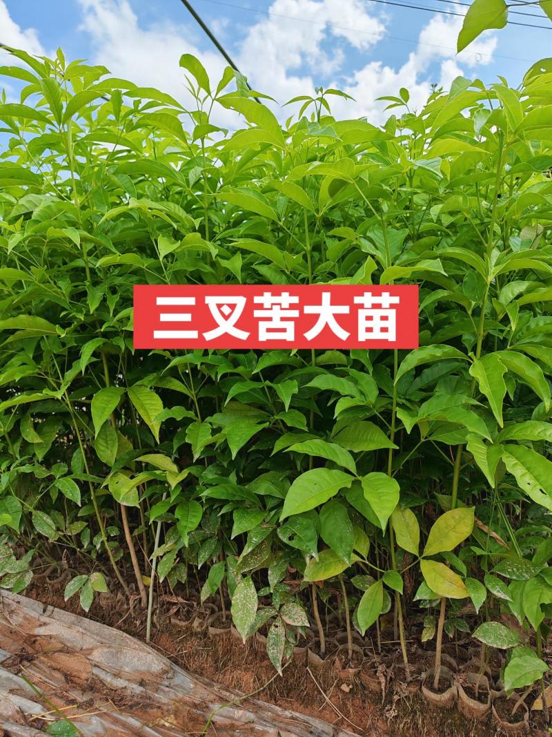 广西一手货源三叉苦苗成活率高一年苗露天苗对接全国欢迎采购
