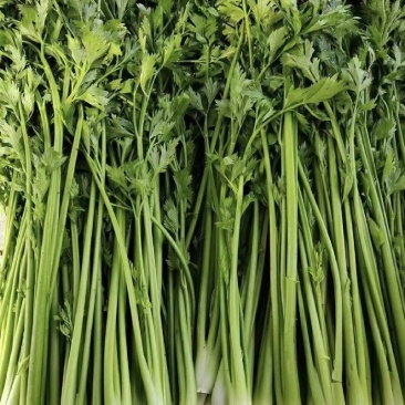 芹菜江苏产区直发保质保量供货价钱实惠