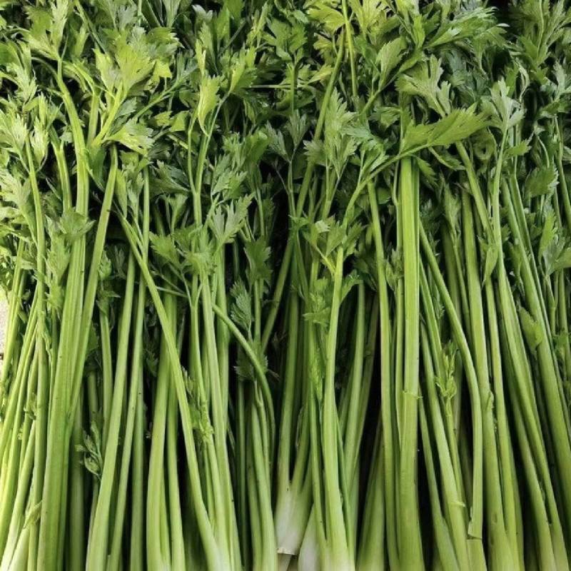 芹菜江苏产区直发保质保量供货价钱实惠